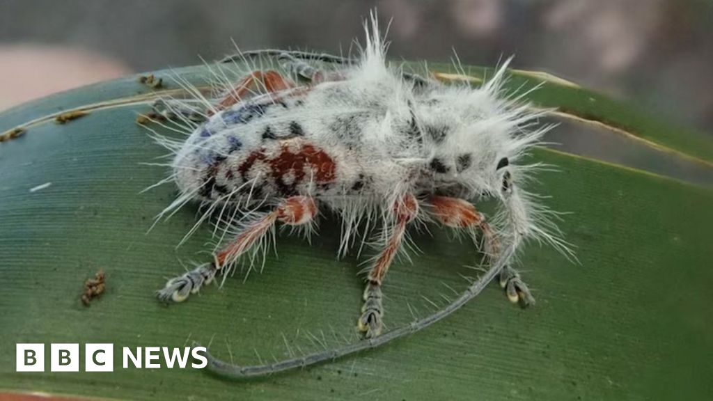 Yard sales in philadelphia Newly discovered beetle almost mistaken for bird poo